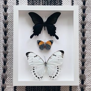 Custom framed Butterfly’s